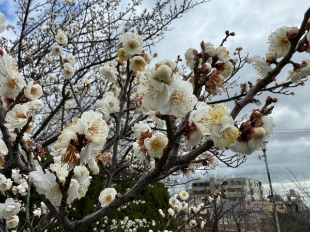 春の到来を予感させる「梅」