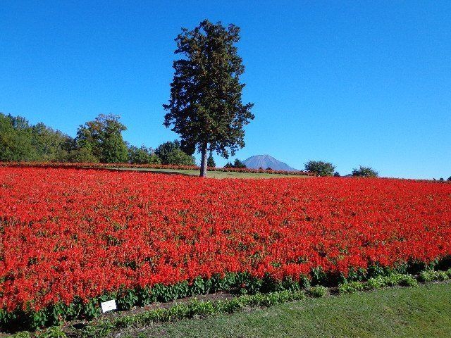 「とっとり花回廊」のサルビア～鳥取県