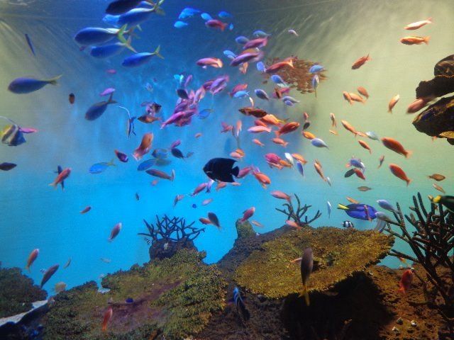 いやしとふれあいの「宮島水族館」～広島県