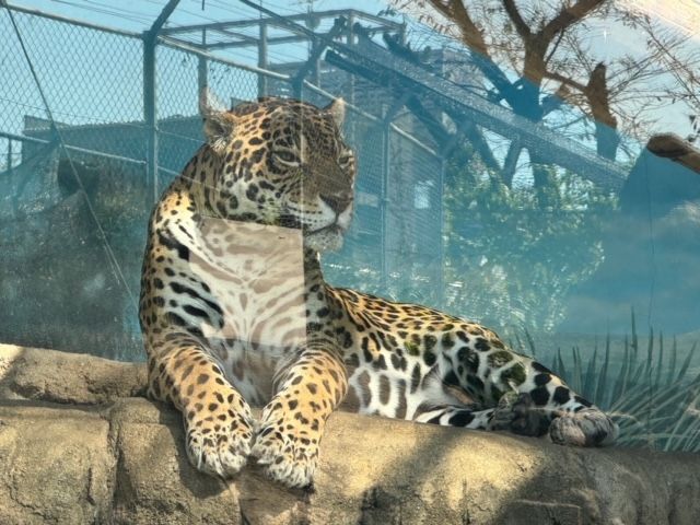 ジャガーに会える「天王寺動物園」