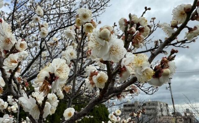 春の到来を予感させる「梅」