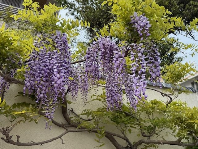「藤の花」は縁起の良い花
