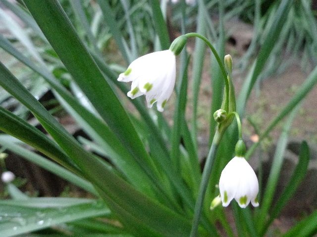 白いスズランのような花を咲かせる スノーフレーク