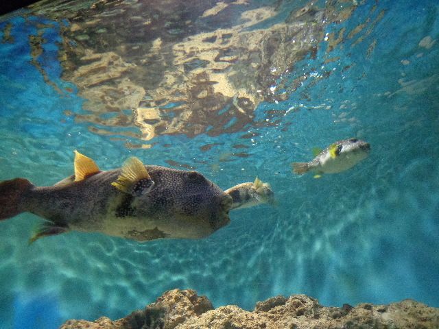 しものせき水族館「海響館」～山口県の水族館