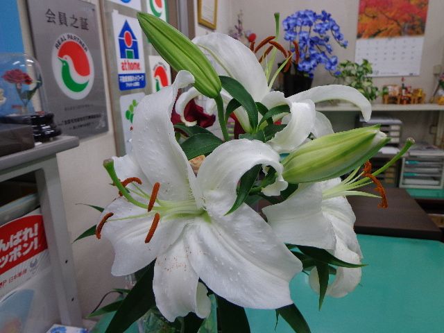 希望の党小池百合子さんに合わせてユリの花