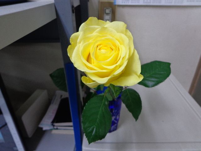 そばで咲き続けてくれる「黄色のバラ」