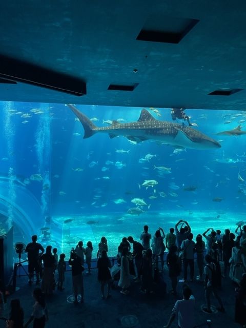 沖縄美ら海水族館のジンベエザメ名前はジンタ(オス)で体長8.8m体重6トンとのことです。大きい!ですね。食べる物は動物プランクトンと小魚で性格はおとなしくて人間を襲うようなことはないそうです。